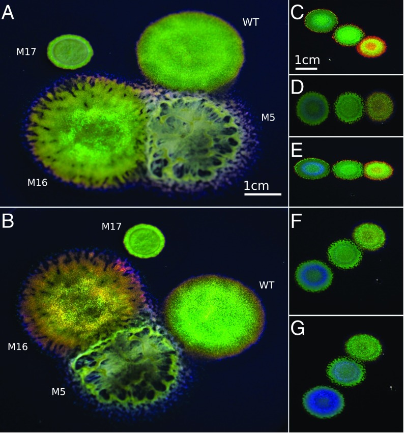 Genetic manipulation of structural color in bacterial colonies.